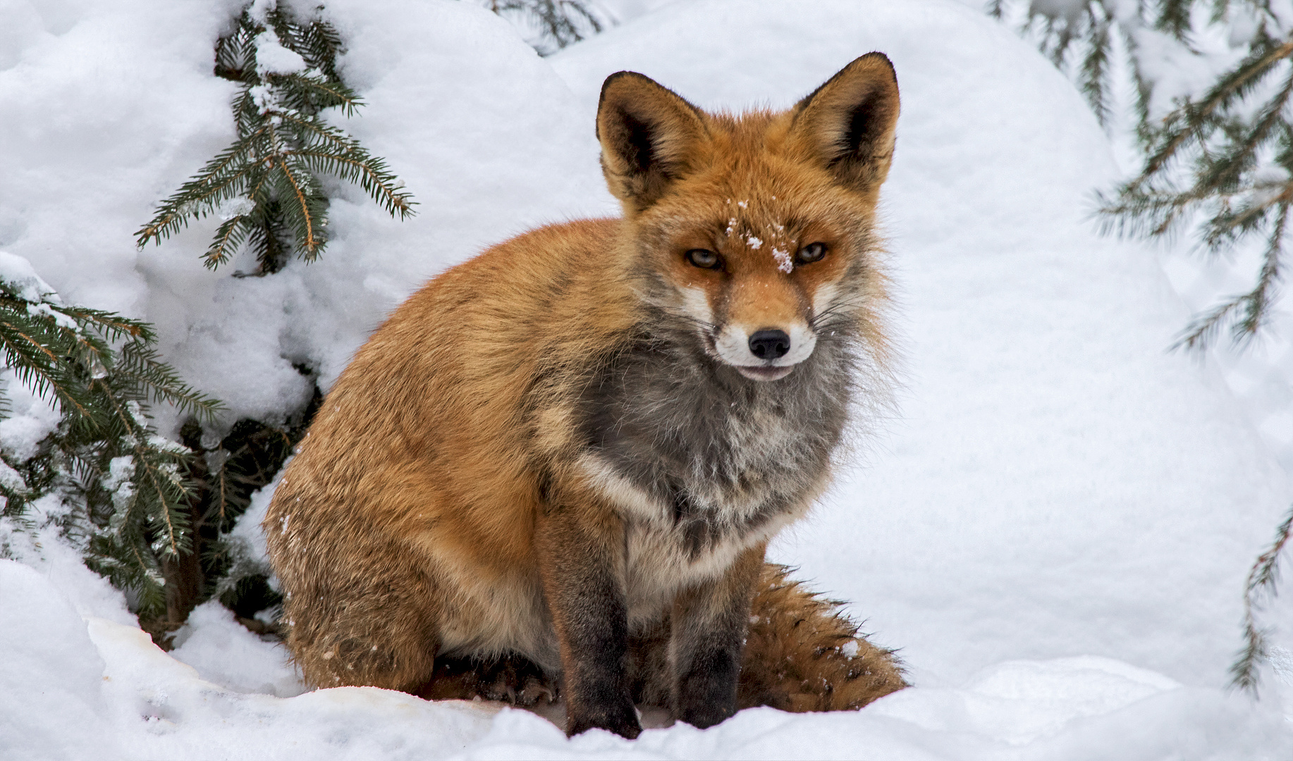 Rotfuchs im Schnee 003