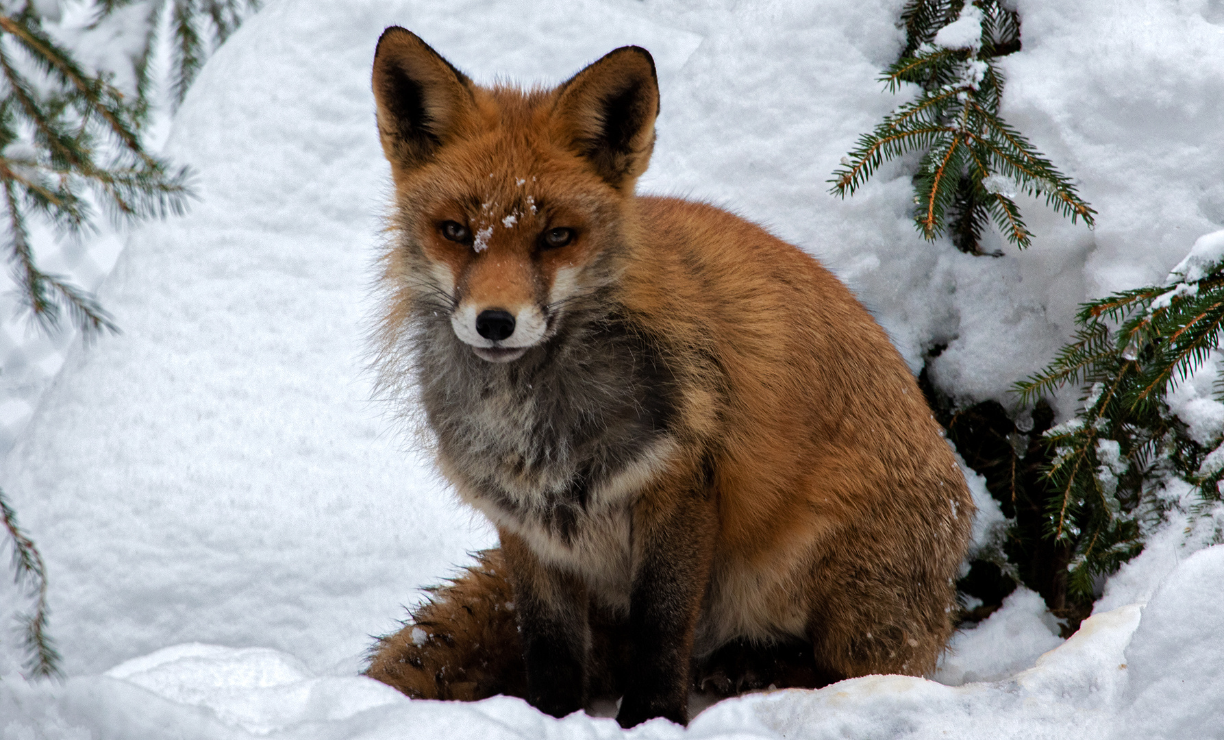 Rotfuchs im Schnee 003