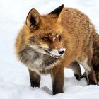 Rotfuchs im Schnee 004