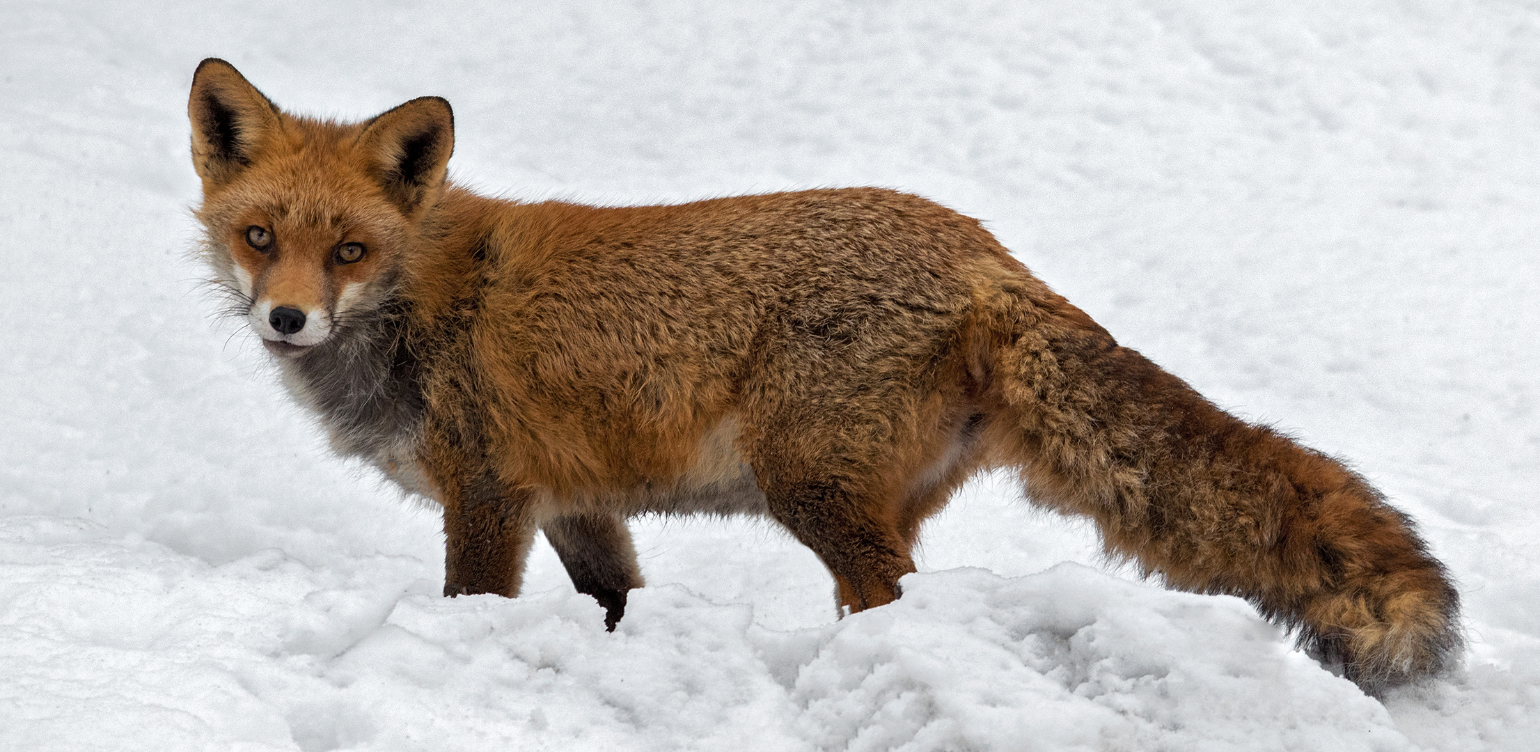 Rotfuchs im Schnee 005