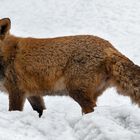 Rotfuchs im Schnee 005