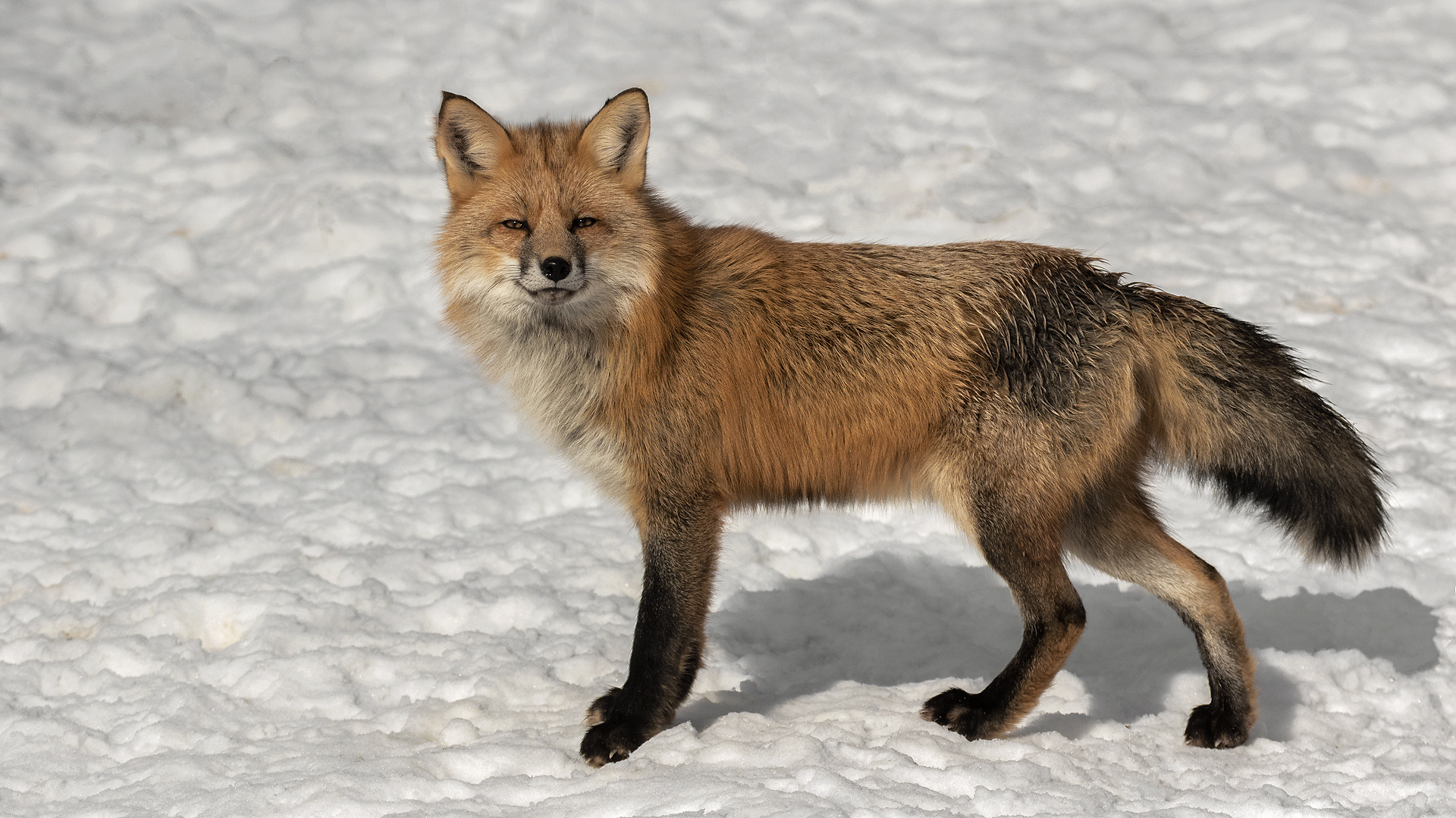 Rotfuchs im Schnee 005