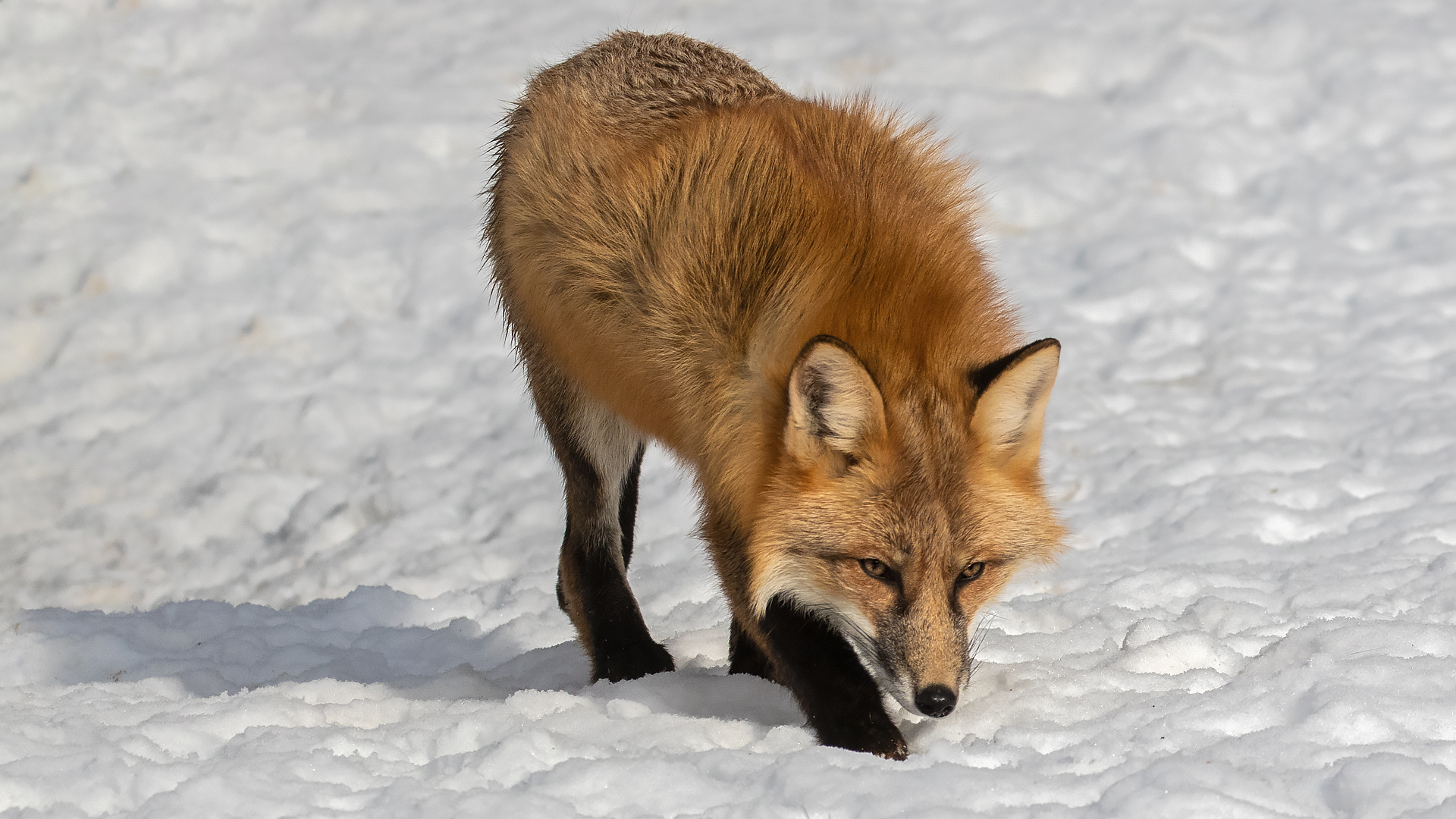 Rotfuchs im Schnee 013