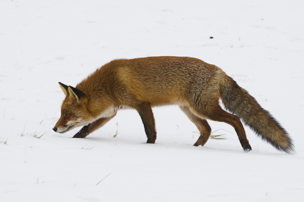 Rotfuchs im Schnee