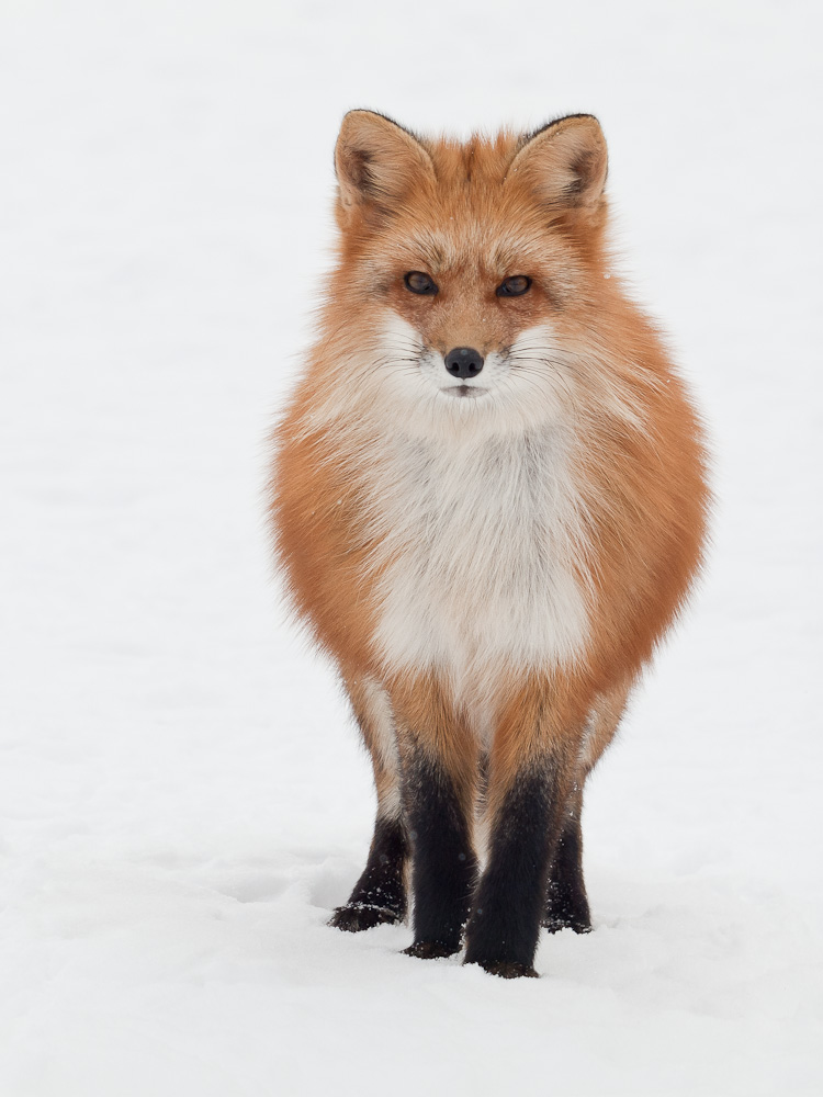 Rotfuchs im Schnee