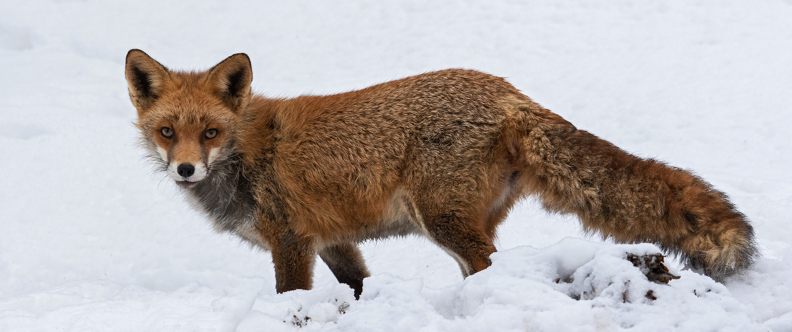  Rotfuchs im Schnee