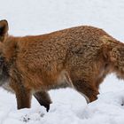  Rotfuchs im Schnee