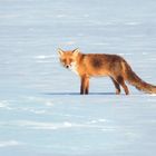 Rotfuchs im Schnee