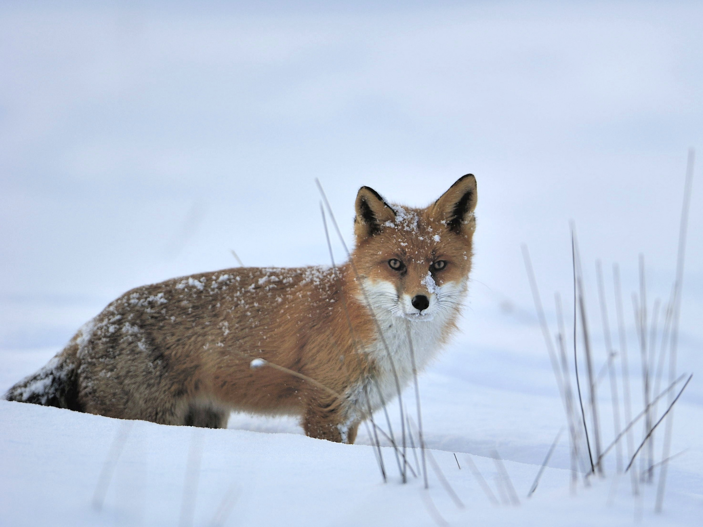 Rotfuchs im Schnee