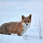 Rotfuchs im Schnee