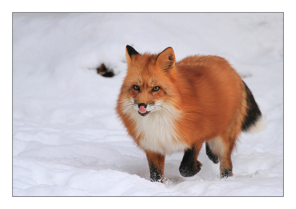 Rotfuchs im Schnee