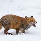 Rotfuchs im Schnee_1792