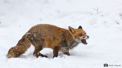 Rotfuchs im Schnee_1792