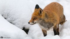 Rotfuchs im Schnee_1812