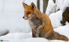 Rotfuchs im Schnee_MG_1803