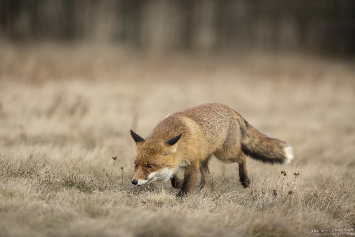 Rotfuchs im Schnüffelmodus