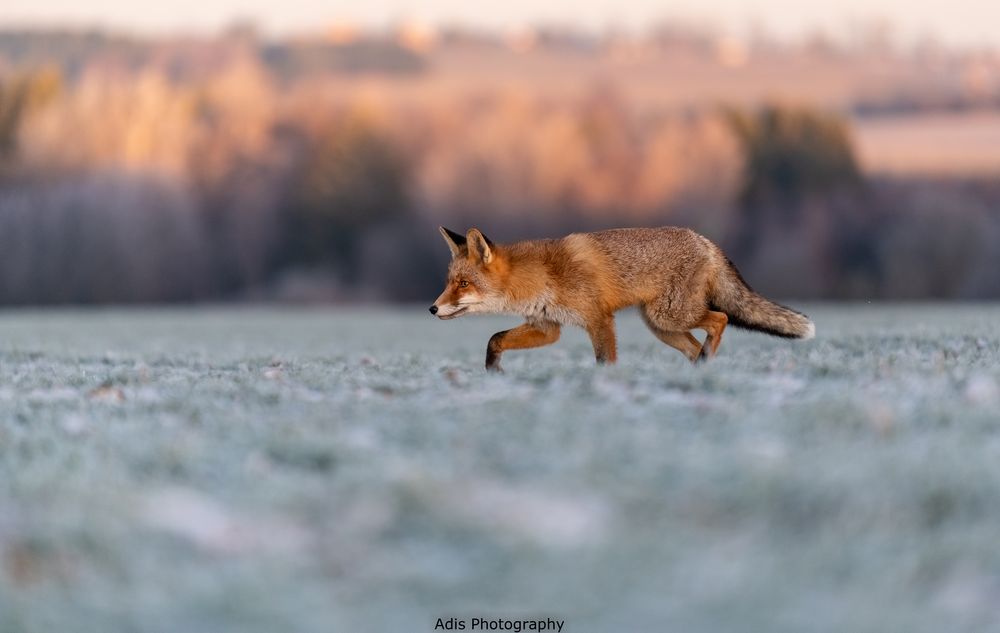 Rotfuchs im schönen Licht