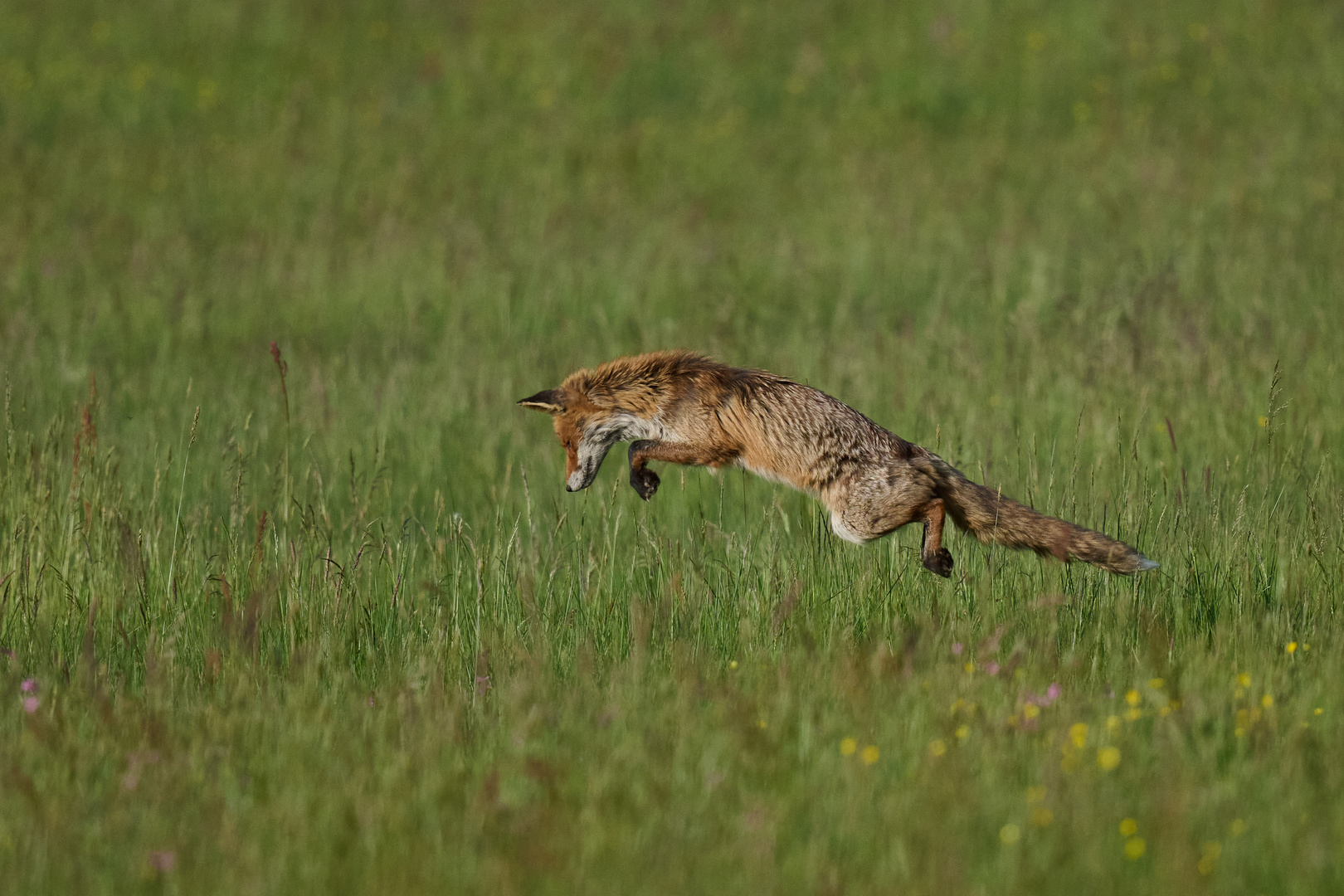 Rotfuchs im Sprung