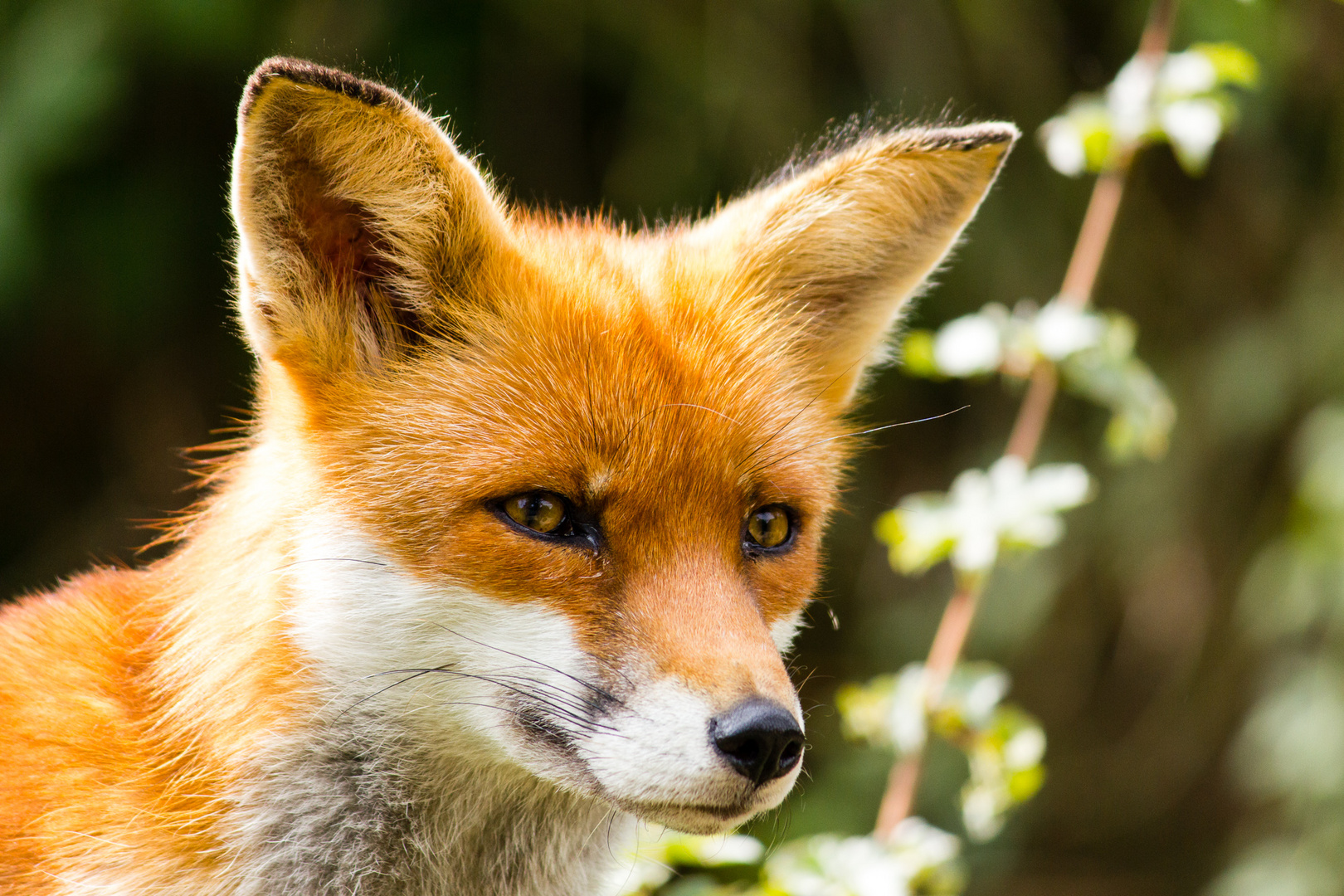 Rotfuchs im Tiergarten