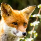 Rotfuchs im Tiergarten