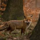 Rotfuchs im Wald