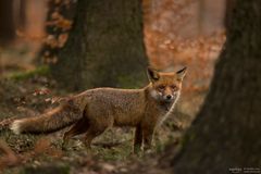 Rotfuchs im Wald