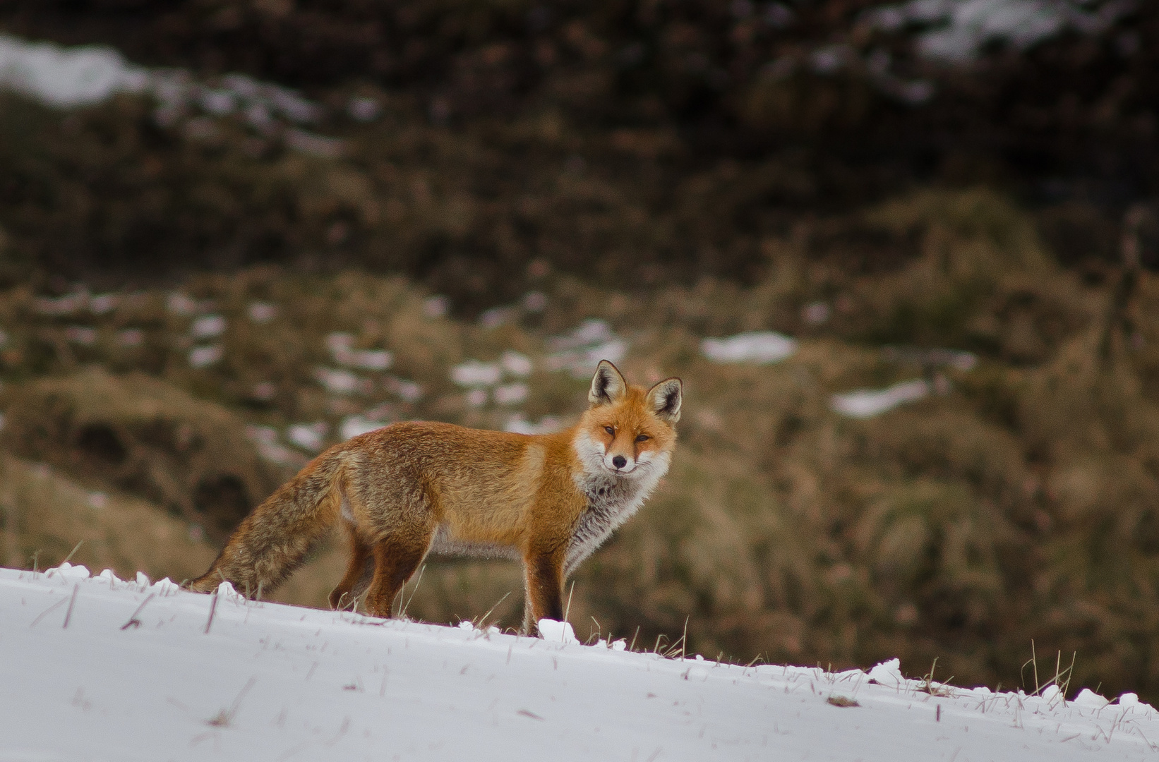 Rotfuchs im Winter