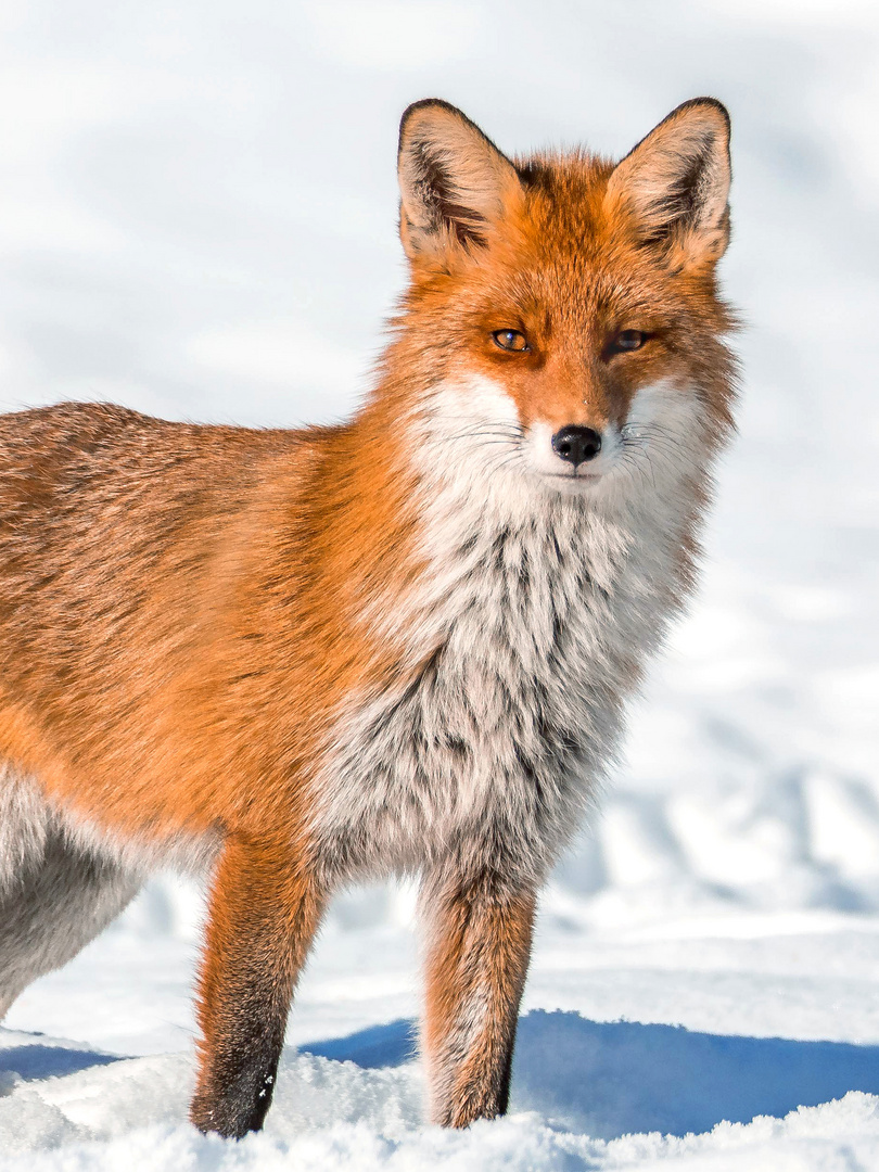 Rotfuchs im Winterbalg