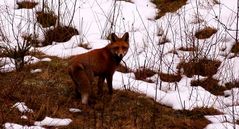 Rotfuchs im Winterbalg