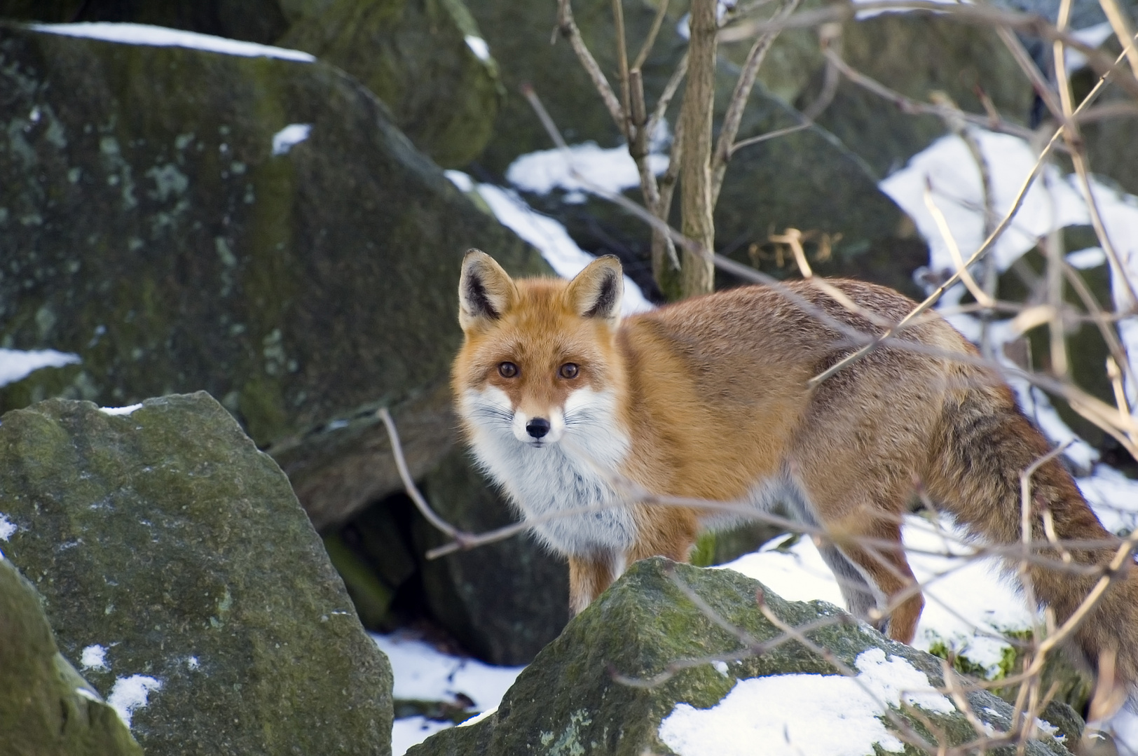 Rotfuchs im Winterpelz