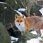 Rotfuchs im Winterpelz