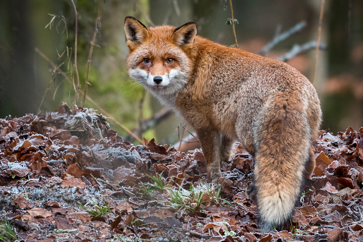 Rotfuchs im Winterwald