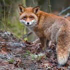 Rotfuchs im Winterwald