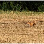 Rotfuchs - Immer sprungbereit!