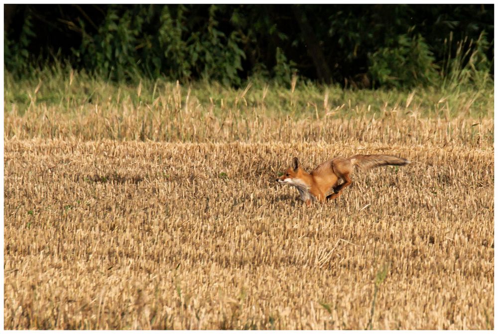 Rotfuchs - Immer sprungbereit!