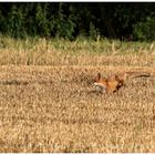 Rotfuchs - Immer sprungbereit!