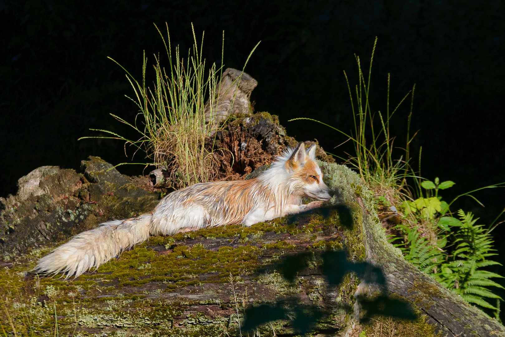 Rotfuchs (?) in Bären Gehege.