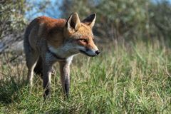 Rotfuchs in den Niederlanden