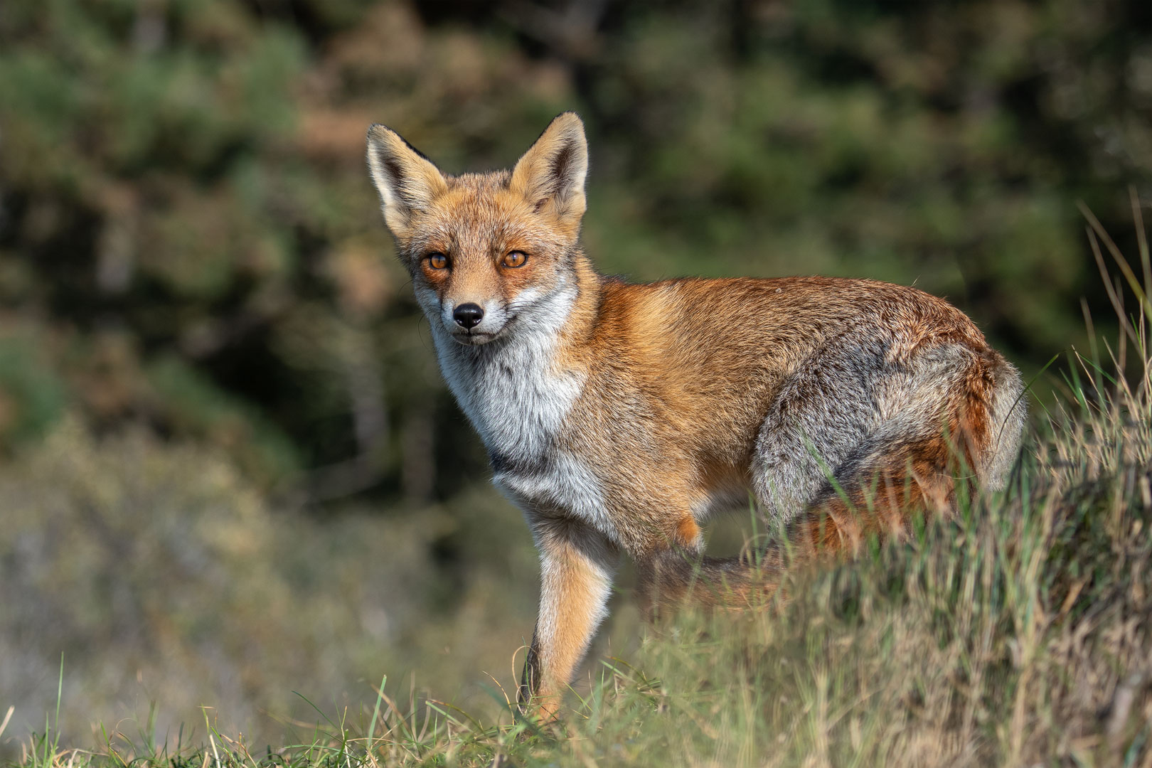 Rotfuchs in den Niederlanden