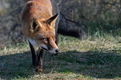 Rotfuchs in den Niederlanden 