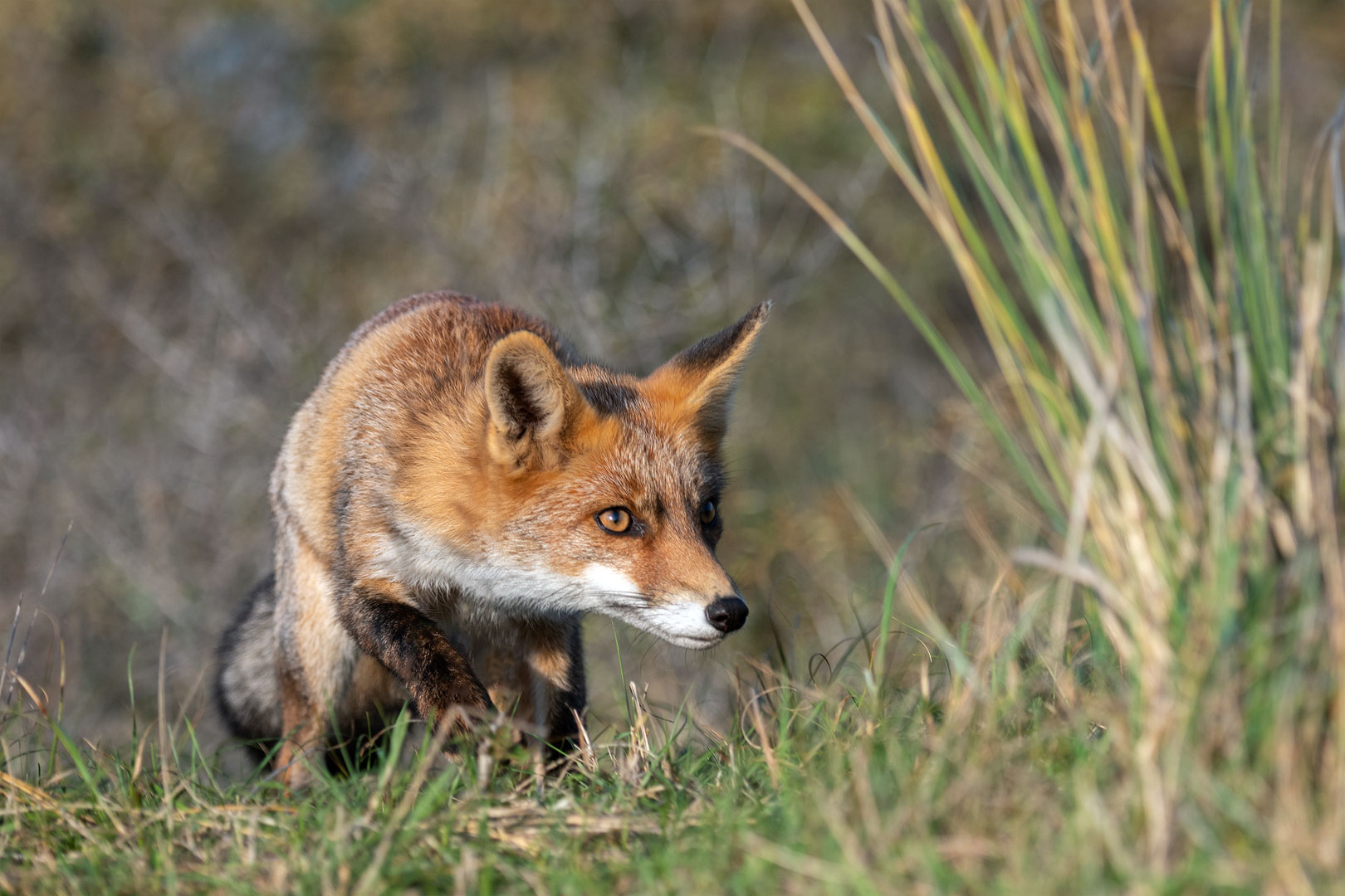 Rotfuchs in den Niederlanden