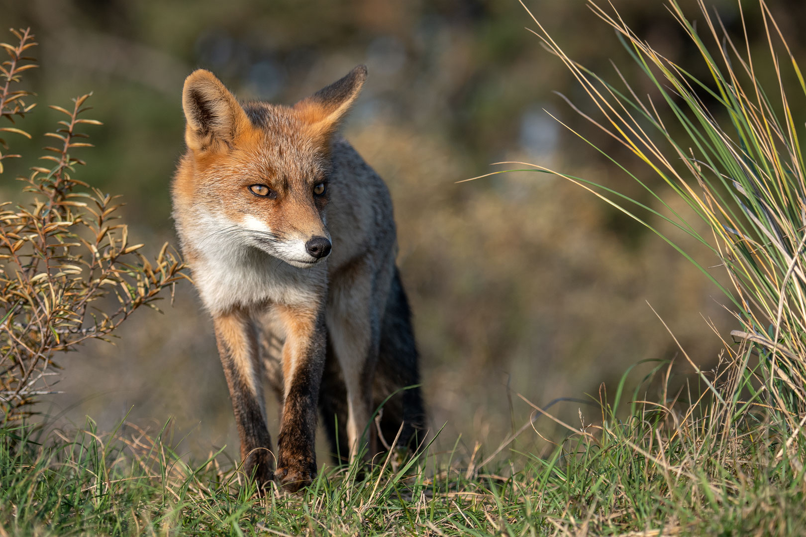 Rotfuchs in den Niederlanden