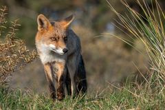 Rotfuchs in den Niederlanden