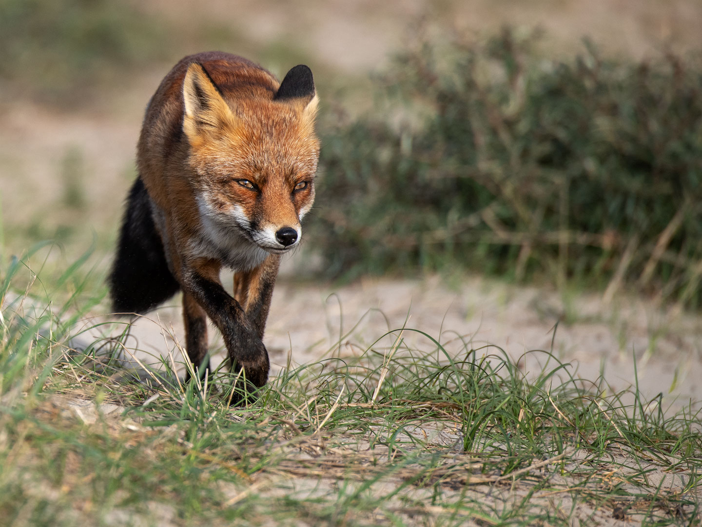 Rotfuchs in den Niederlanden