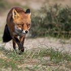 Rotfuchs in den Niederlanden