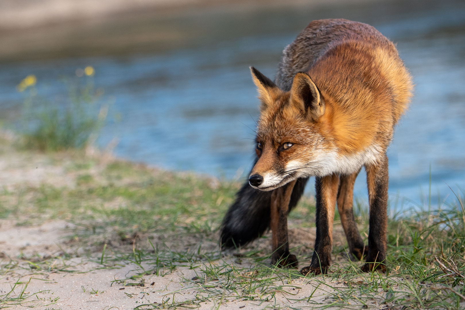 Rotfuchs in den Niederlanden