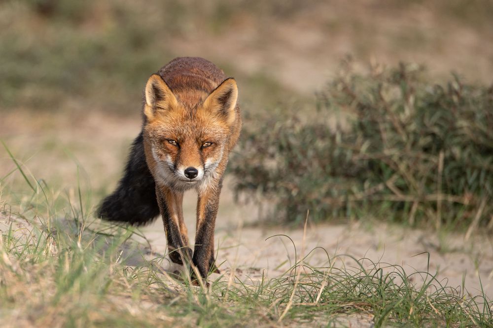 Rotfuchs in den Niederlanden