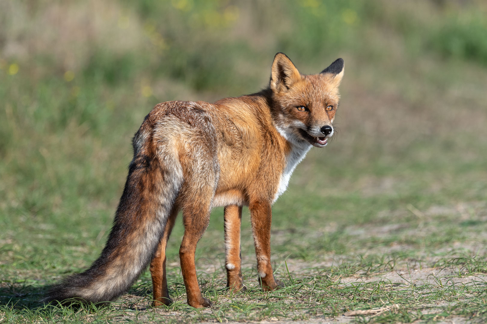 Rotfuchs in den Niederlanden