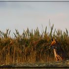 Rotfuchs in der Abendsonne