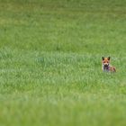 Rotfuchs in der Eifel